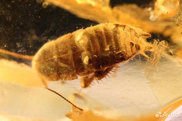 Инклюз в натуральном янтаре на подставке с лупой