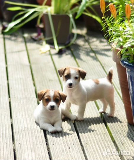 Щенки джек рассел терьер