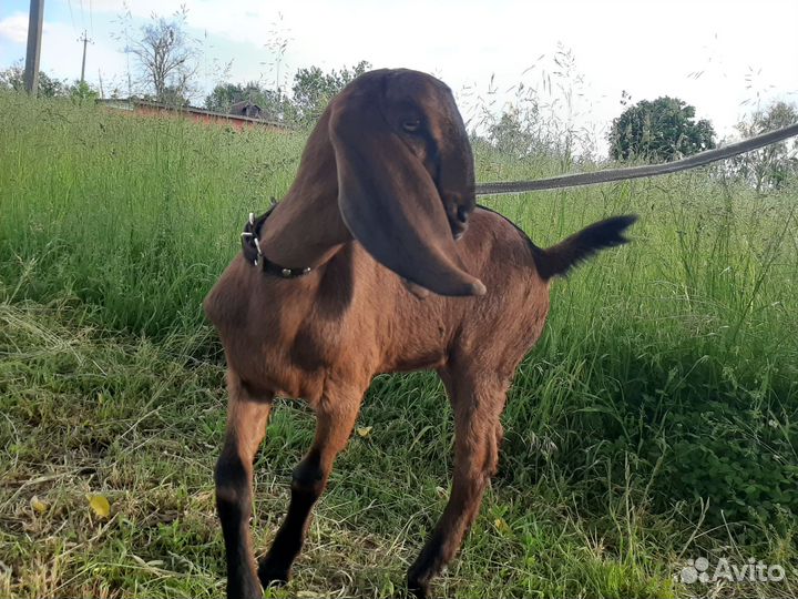 Нубийская козочка