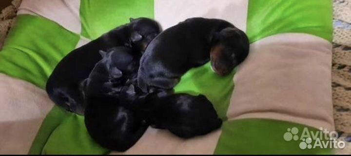 Йоркширский терьер мини вязка