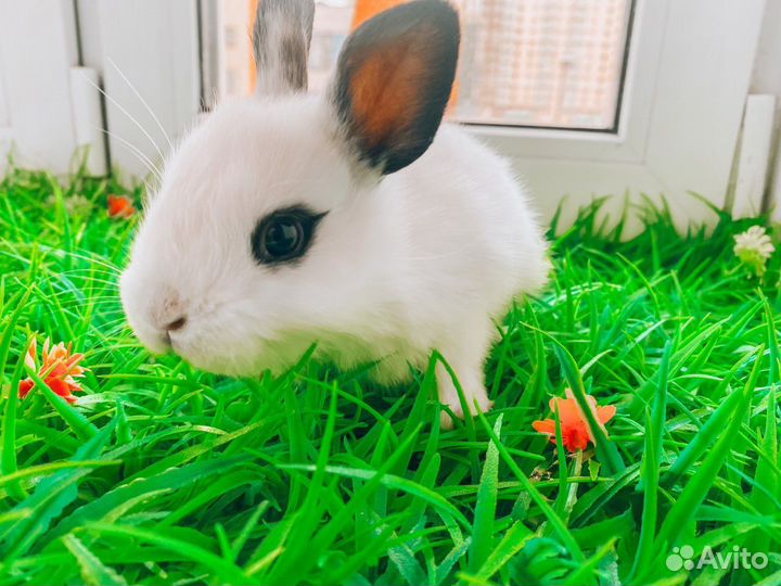 Карликовый кролик - хотот редкий