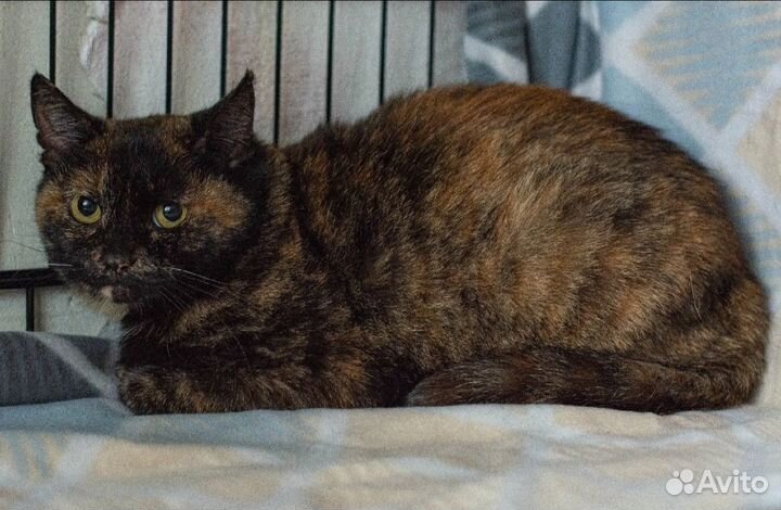 Кошечка в добрые руки