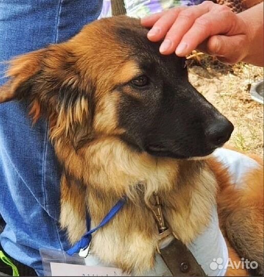 Собака хочет найти хозяев