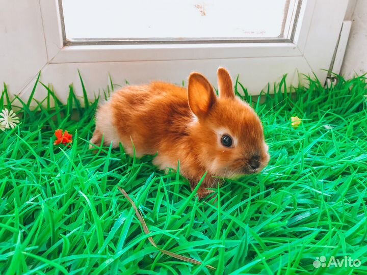 Карликовый кролик - супер мини с ладонь