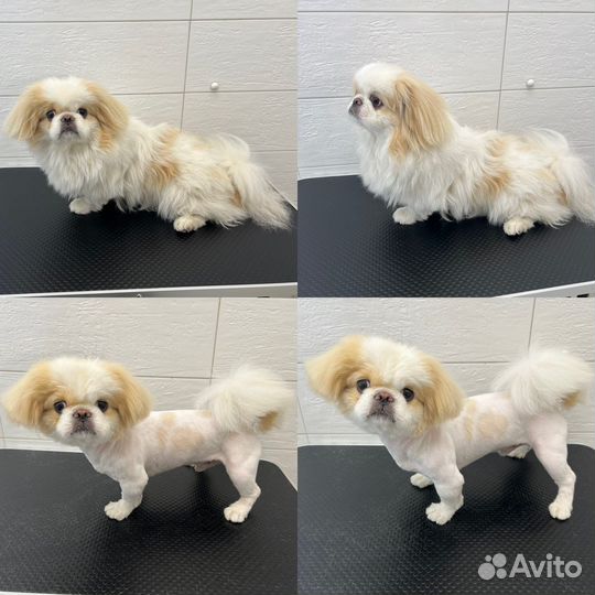 Стрижка собак мелких пород