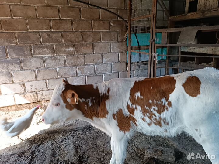Продам телку 2 месяца