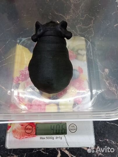 Бронь Морская свинка самка скинни доставка