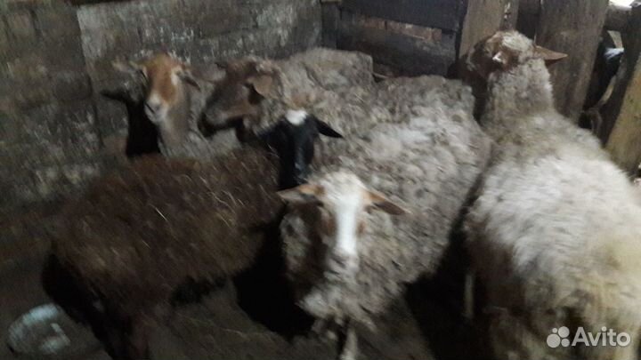 Овцы