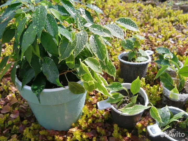 Фикус бенджамина