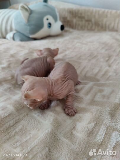 Канадский сфинкс