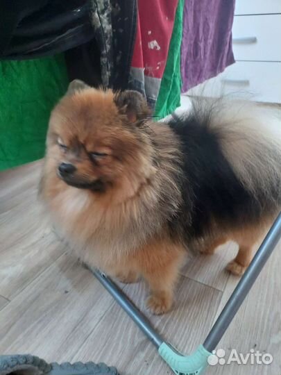 Померанский шпиц вязка кобель (не продажа)