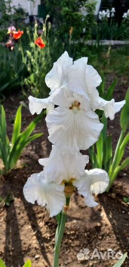 Ирисы голландия разные