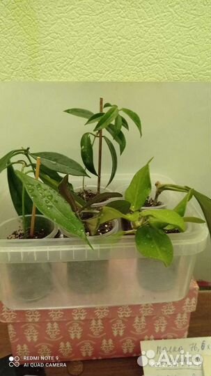 Укорененные черенки сортовых хой, сосновая кора 3л