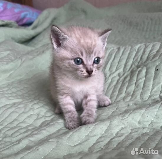 Помесь шотландская