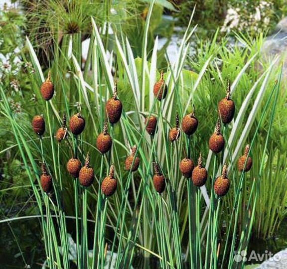 Клен,карликовый вяз,ирисы,родиола линейнолистная