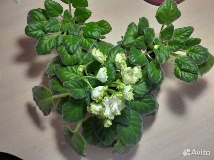 Фиалка Парниковый эффект