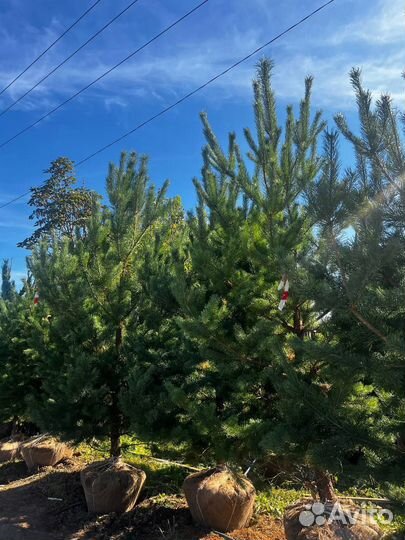 Сосна 2,5 метра