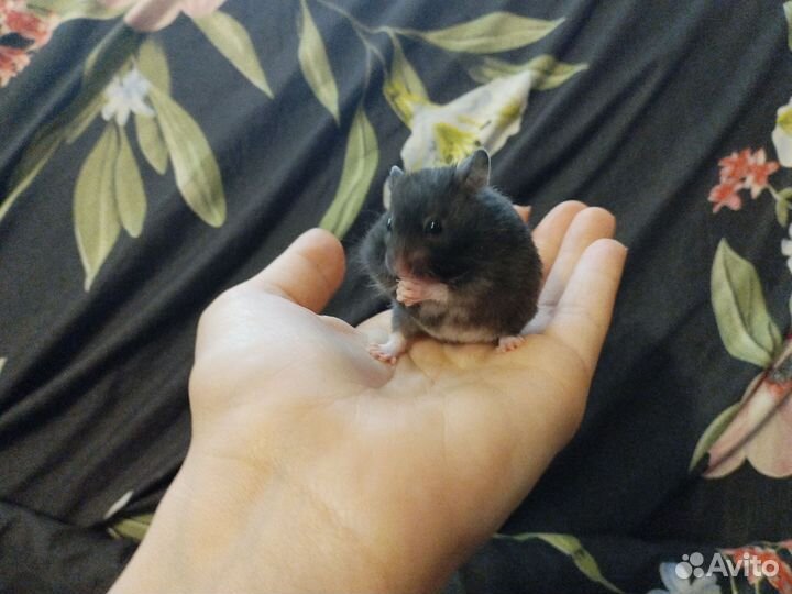 Сирийский хомяк