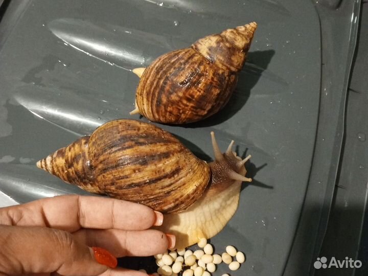 Улитки ахатины