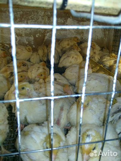 Подрощенный перепел