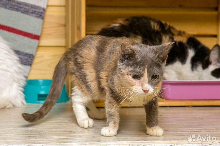 Кошка Шпуня 2 гола Привита. В Квартиру.Привезем