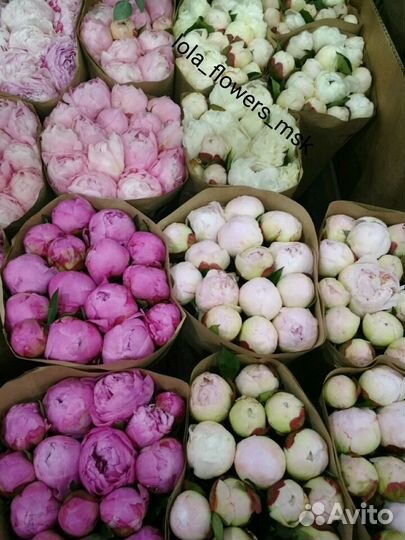 Букет из 15 пионов.Доставка Москва и мо