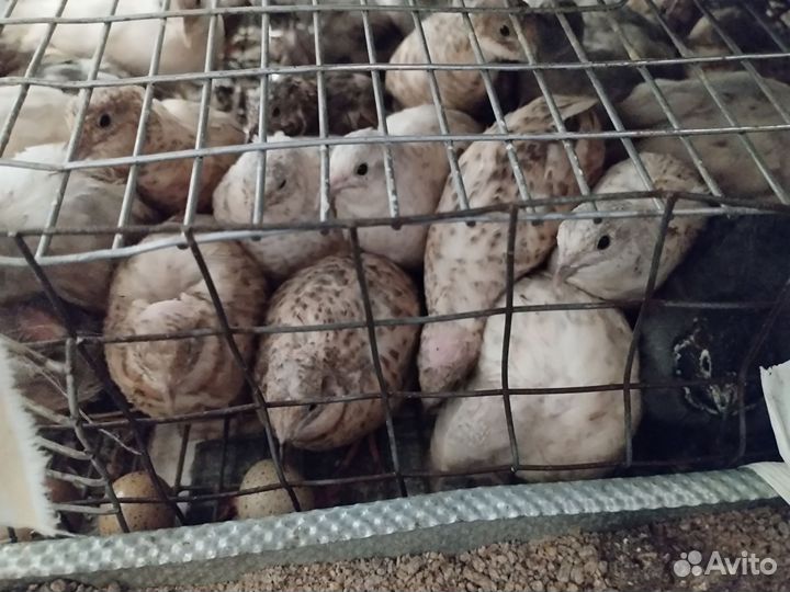 Перепела продажа