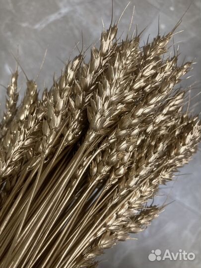 Колосья пшеницы окрашенные