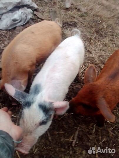 Поросята метисы
