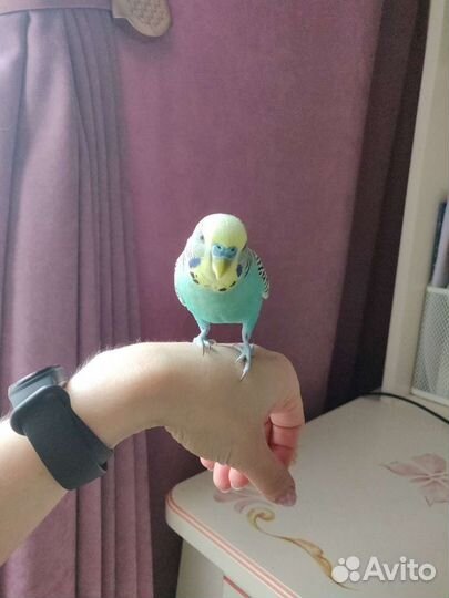 Передержка мелких домашних животных