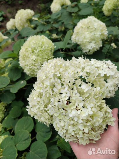 Гортензия крупнолистная саженцы