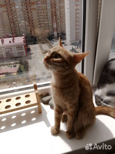 Кошечка подросток в добрые руки