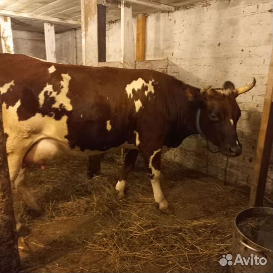 Телка айширская-джерсийская