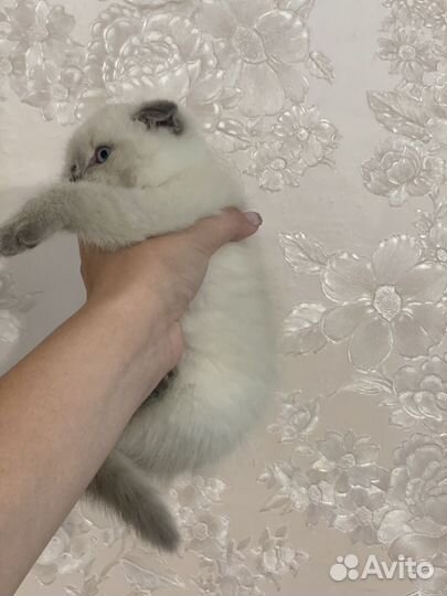 Шотландский вислоухий