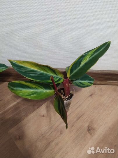 Строманта хортиколор