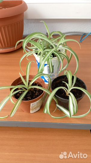 Комнатные растения