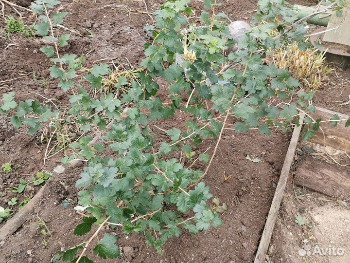 Крыжовник командор