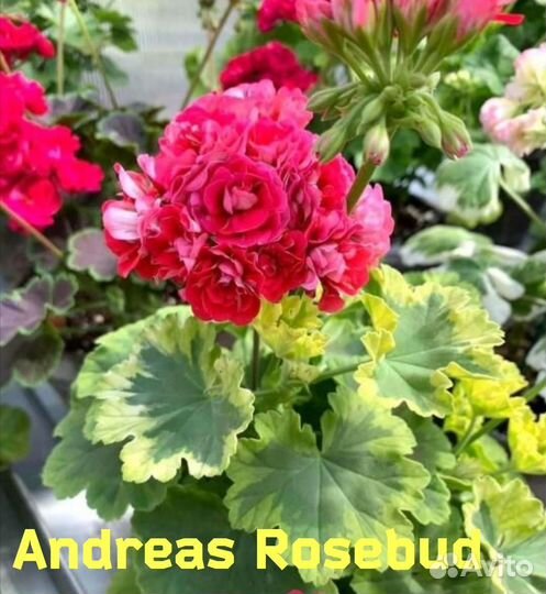 Пеларгония герань