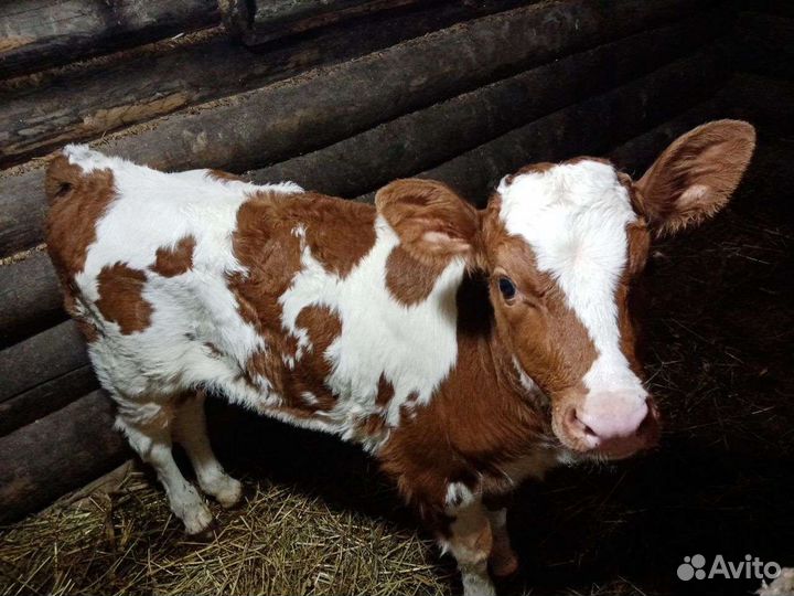 Продаётся корова вместе с телёнком
