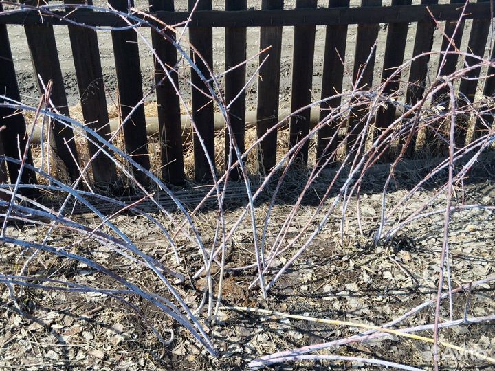 Ежемалина (саженцы)