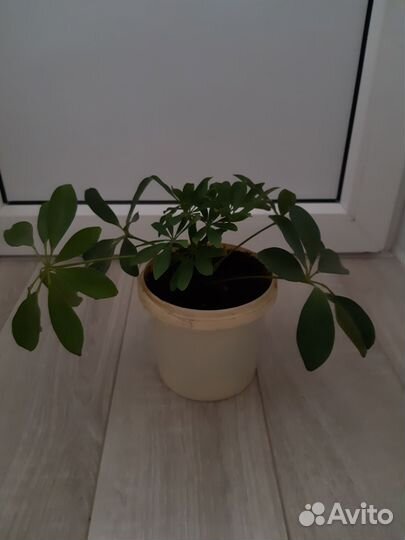 Шеффлера (Schefflera)