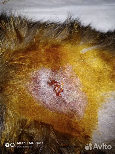 Ветеринарный врач (вызов на дом)