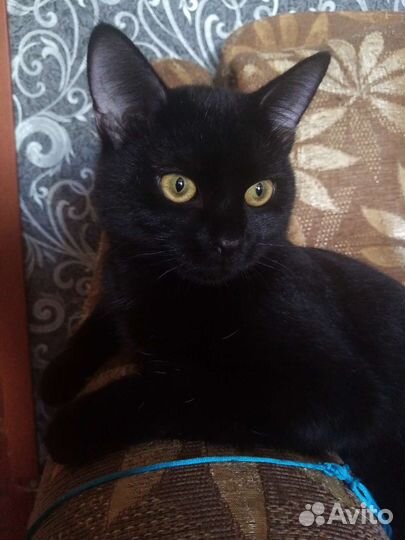 Котики в добрые руки
