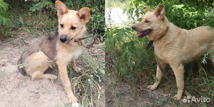 Пальма и Белка