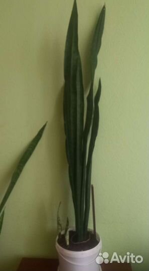 Сансевиерия