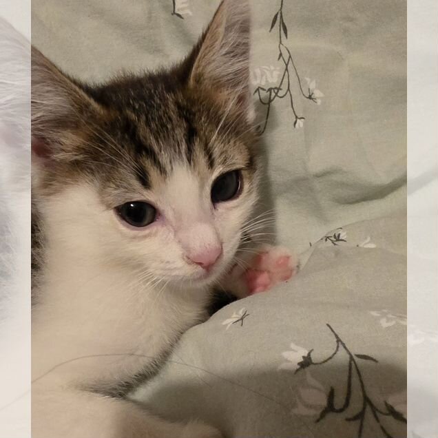 Котёнок в добрые руки