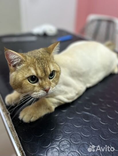 Груминг собак и кошек