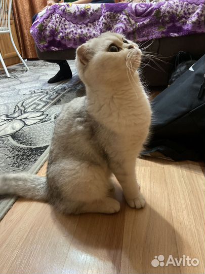 Шотландская вислоухая