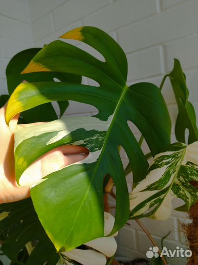 Монстера Альба верхушка