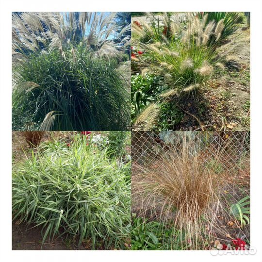 Декоративная трава и кустарники